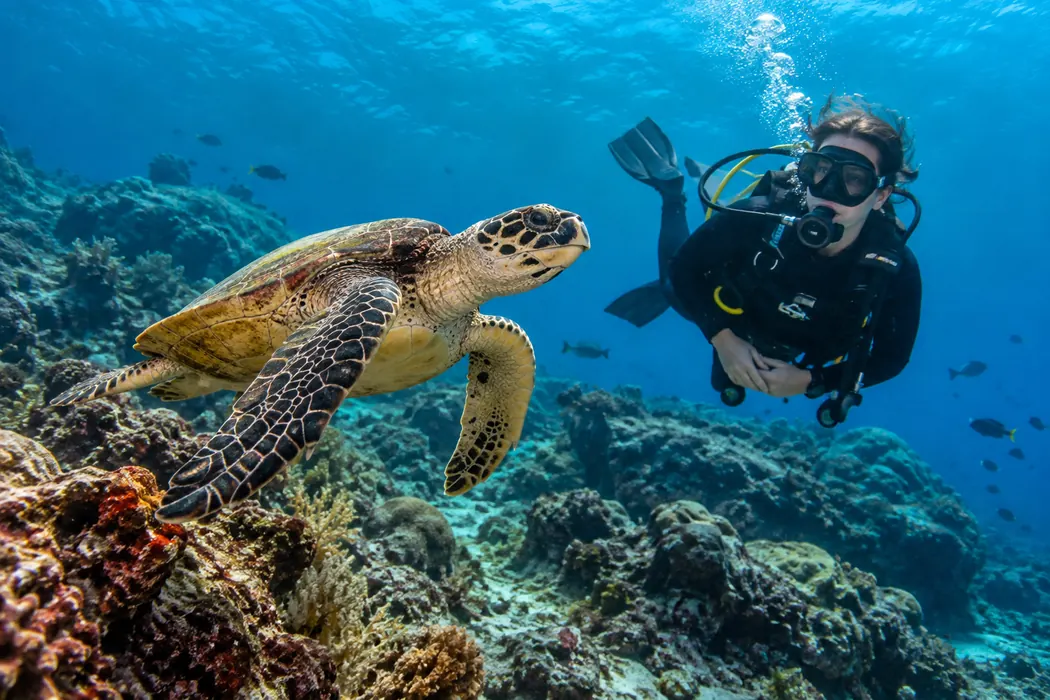 Illustrative scuba diving scene with a sea turtle